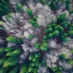 Intelligenza artificiale e satelliti per monitorare le foreste: lo studio dell’Università di Bari pubblicato su Ecological Informatics