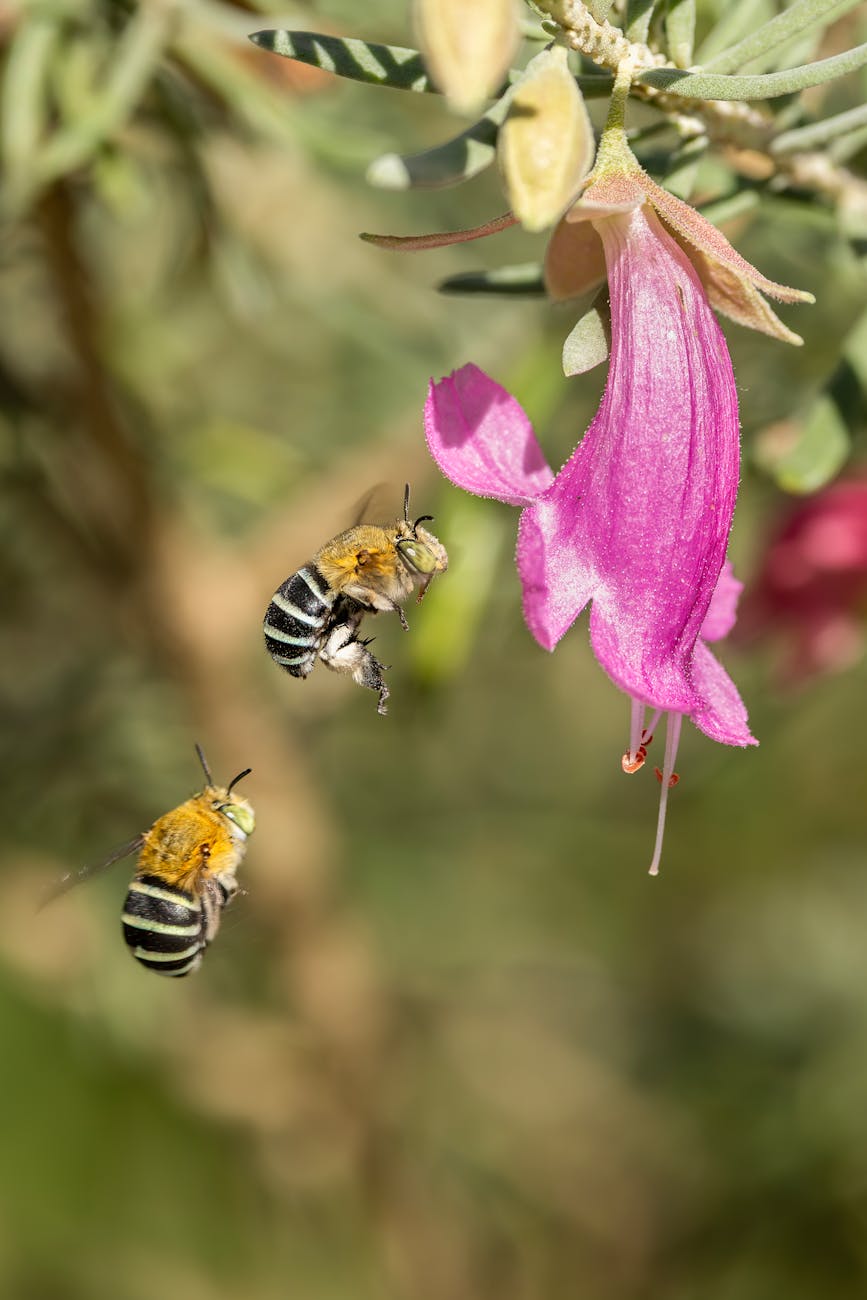 Puglia, 17 milioni per biodiversità e tutela di parchi e mare