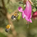 Puglia, 17 milioni per biodiversità e tutela di parchi e mare