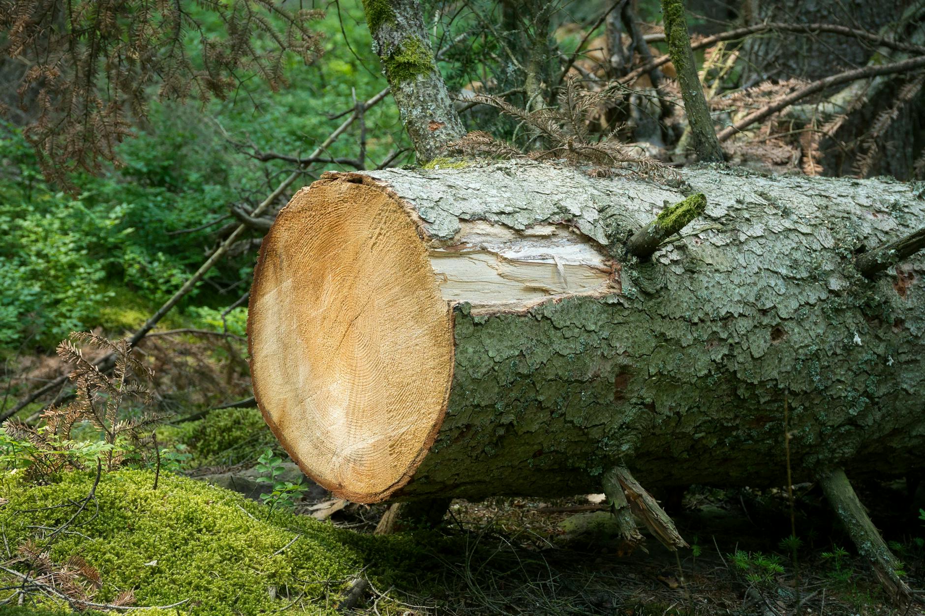 Andria, via Brindisi chiusa per abbattimento alberi