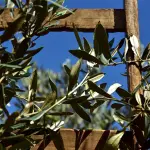 Xylella, dalla Regione Puglia oltre 5,1 milioni a Comuni e Province per il controllo del vettore
